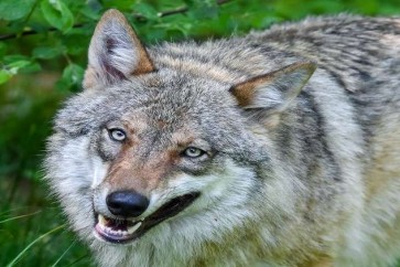 لأول مرة.. العلماء يتعقبون ذئبا هاجر من منطقة تشيرنوبل