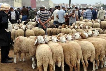 لف خروف سوري أضاح للعيد في قطر