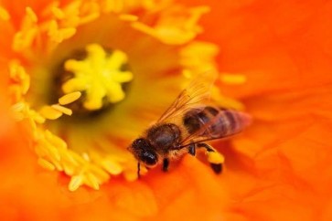 لماذا تتمتع ملكات النحل بذاكرة قوية؟