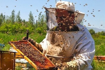ايران تنتج 70 الف طنا من العسل سنويا