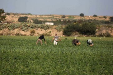 المزارعين الفلسطينين بغزة