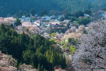 اليابان: ظاهرة غريبة.. أشجار الكرز تُزهر في الخريف