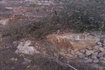 زيتون فلسطين11111111111