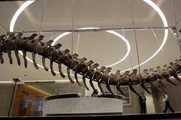 اكتشاف بقايا ديناصور غير معروف سابقا في الأرجنتين
