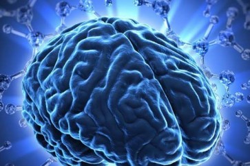 العلماء يجدون علاقة غير عادية بين السمنة وضمور الدماغ