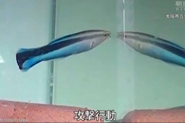 اختبار المرآة يكشف قدرات "لا تصدق" لدى الأسماك