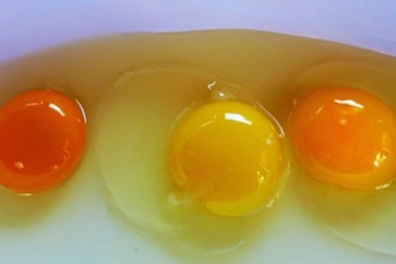 Eggs 11