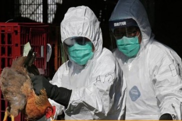 انفلونزا الطيور في الصين