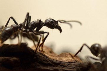 Ants 11
