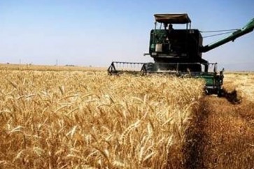 Iran Wheat