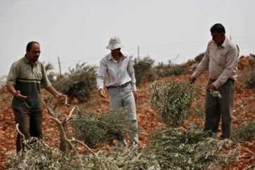 الاراضي الزراعية الفلسطينية