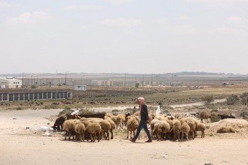 رعاة اغنام فلسطينيين