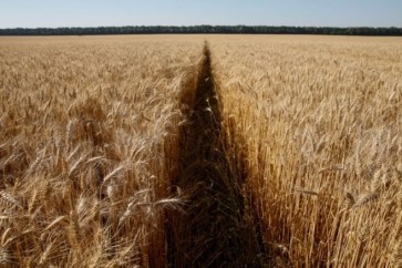 Wheat Ukraine
