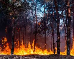 Fires Colombia