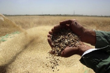 القمح في سوريا