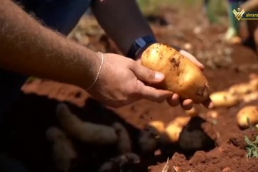 محاصيل البطاطا