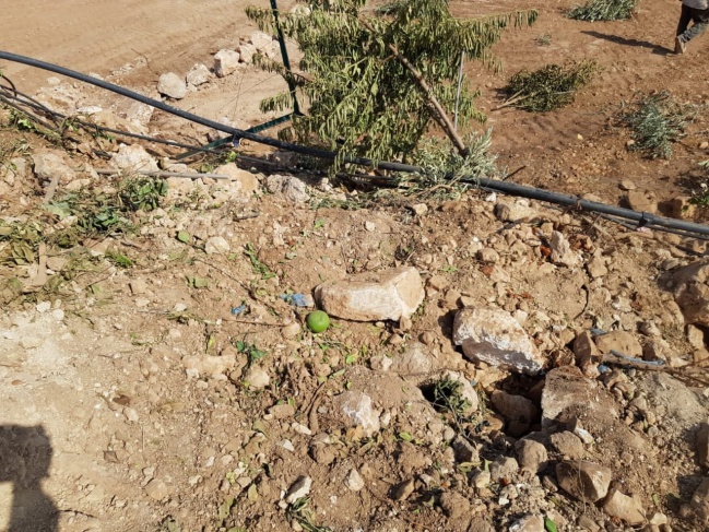 مستوطنون يقتلعون 50 غرسة زيتون غرب سلفيت
