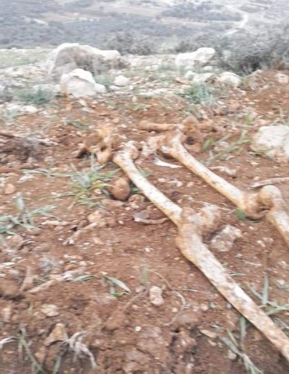 العثور على 11 رفات في منطقة ضواحي القدس يشتبه أنها تعود لجنود (4)
