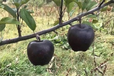Black Apple