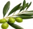 Zayroon Leaves