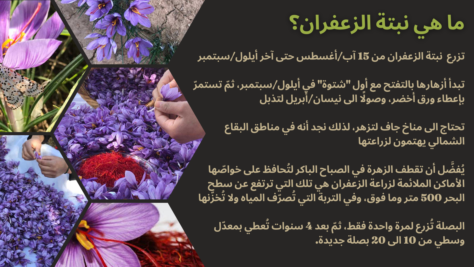 زعفران