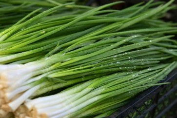 Green Onion