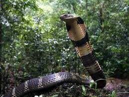 Cobra Snake