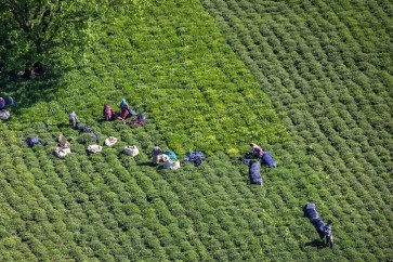 Tea Iran1
